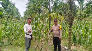 Bhabinkamtibmas Polsek Merbau Lakukan Pengecekan Rutin Tanaman Jagung Pipil Dukung Ketahanan Pangan Nasional