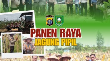 PANEN RAYA JAGUNG PIPIL DESA SENGGORO, POLRI HADIR SEBAGAI PEMRAKARSA KEMANDIRINAN EKONOMI LOKAL*