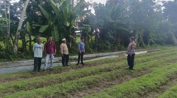 Sinergitas Pemdes Kuala Alam Bersama Polsek Bengkalis Dalam Menyukseskan Program Ketahanan Pangan.