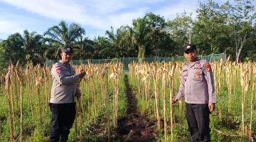 Polsek Bengkalis Optimis Hasil Panen Jagung Pipil di Bengkalis Akan Maksimal