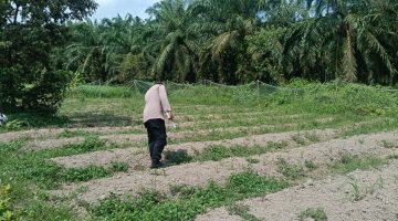 DUKUNG KETAHANAN PANGAN, BHABINKAMTIBMAS POLSEK BENGKALIS CEK LAHAN JAGUNG PIPIL DI DESA PEMATANG DUKU