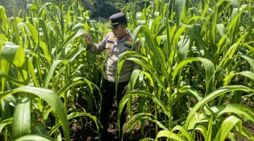 DUKUNG SWASEMBADA PANGAN PRESIDEN RI, KAPOLSEK BENGKALIS GENCAR DORONG KELOMPOK TANI BUDIDAYA JAGUNG PIPIL.