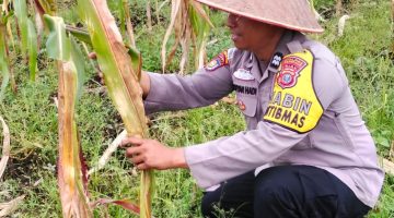 POLISI CINTA PETANI: PERSONIL POLSEK BENGKALIS TURUN KE PERKEBUNAN MERAWAT HINGGA PANEN TANAMAN JAGUNG PIPIL BUMDES DARA SEMBILAN*
