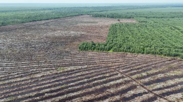 WALHI Desak Uni Eropa Masukkan Viskose ke EUDR, Soroti Jejak Deforestasi dan Pelanggaran HAM dalam Rantai Pasok Industri Fesyen Global
