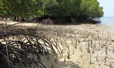 Tepis Isu Pungutan Rp1 Juta per Hektare, Wali Kuala Selat Tegaskan Program Mangrove M4CR Dibiayai Bank Dunia dan Siap Diluncurkan Agustus 2026